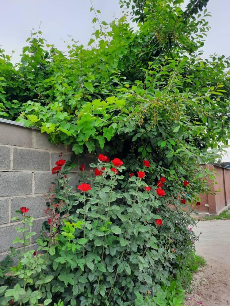 Homestay Jaisel Bishkek Exterior photo